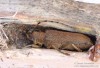 kozlíček osikový (Brouci), Saperda carcharias, Cerambycidae, Saperdini (Coleoptera)